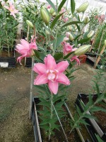 [5640 VH70 Accolade No01.JPG]